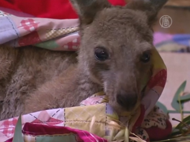 После пожаров в Австралии лечат обгоревших кенгуру