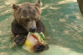 Питомцев зоопарка спасают от жары ледяным десертом