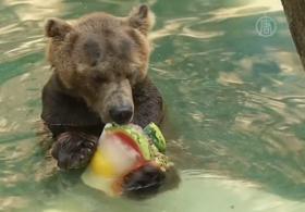 Питомцев зоопарка спасают от жары ледяным десертом