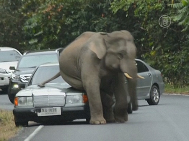 Видео: дикий слон в Таиланде уселся на капот авто