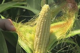 ЕС дал себе право выбора в вопросе ГМО