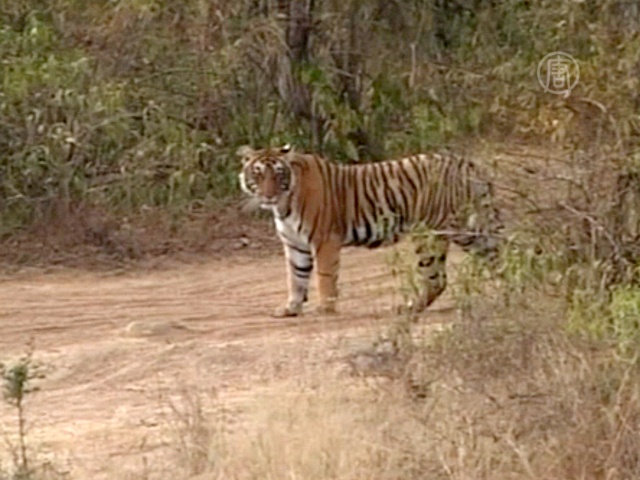 Индия добилась роста популяции тигров