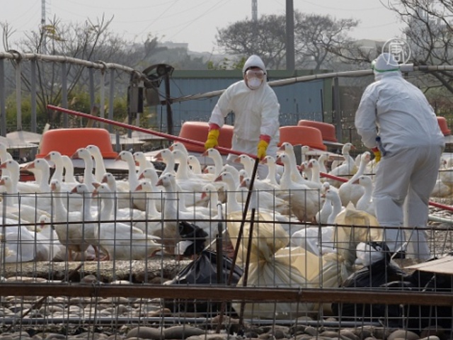 Птичий грипп в Тайване: забили более миллиона птиц