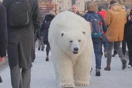 Белый медведь побродил по Лондону ради рекламы