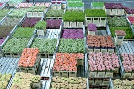 Крупнейший рынок цветов готовится ко Дню Валентина