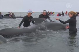 В Новой Зеландии спасли 66 черных дельфинов