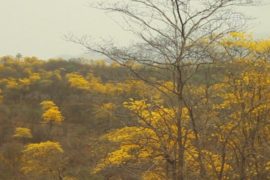 В Эквадоре сухой лес покрылся жёлтыми цветами