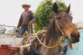 Лошади в Мехико больше не будут возить мусор