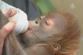 Берлин прощается с детёнышем орангутана