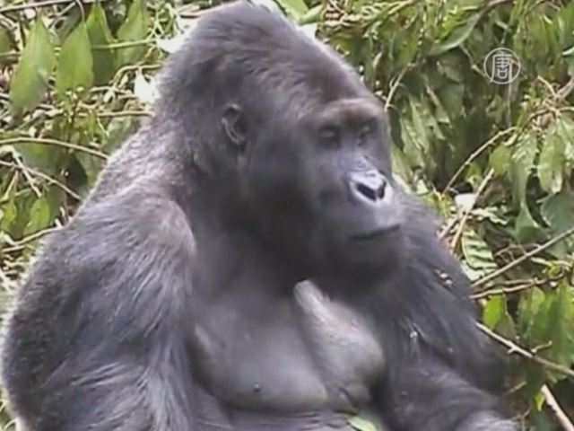 На опасный восток Конго — за редкими гориллами