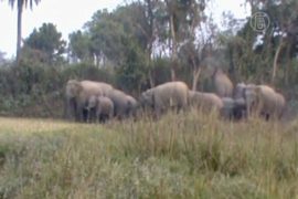 Дикие слоны убили 10 человек на востоке Индии