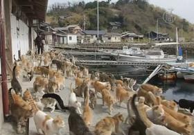 Японский островок наводнили кошки