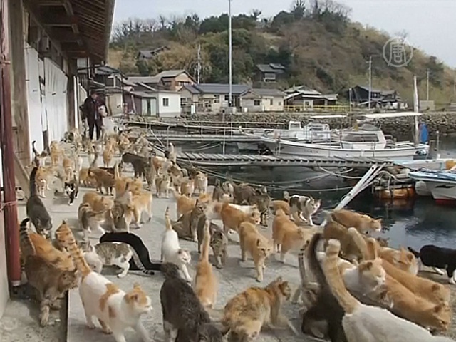 Японский островок наводнили кошки