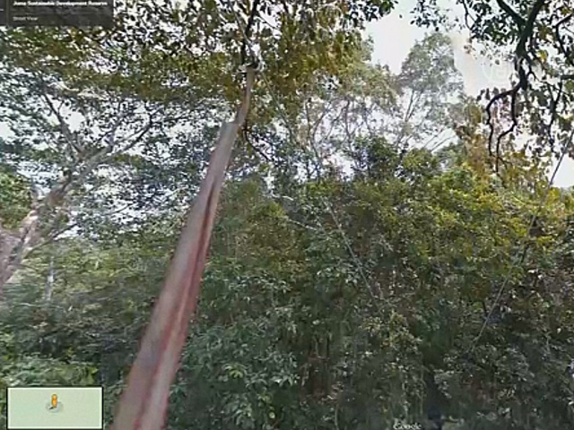 Google пустила камеры по канатам, чтобы показать Амазонку