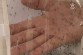 В Бразилии борются с Денге с помощью ГМ-комаров
