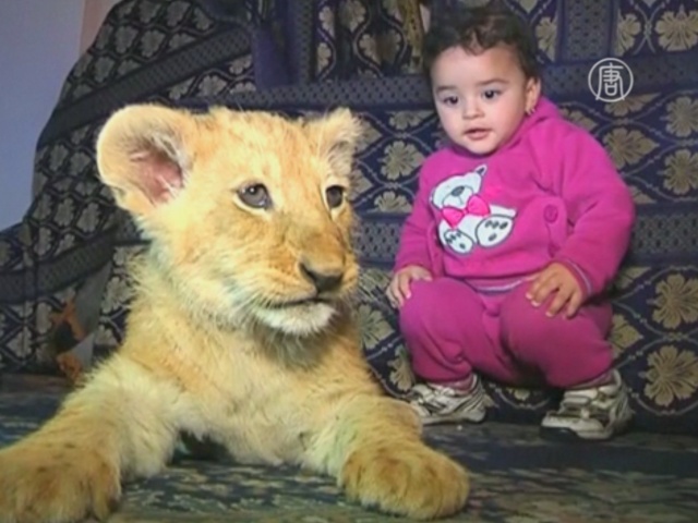 Житель сектора Газа приютил двух львят