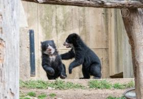 Двое андских медвежат дебютируют в зоопарке США