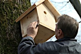 Экологи: как угодить птице с домиком