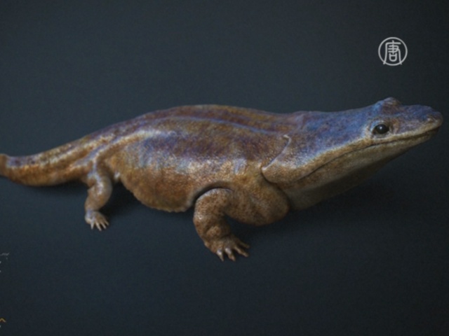 Гигантских предков саламандр нашли в Португалии
