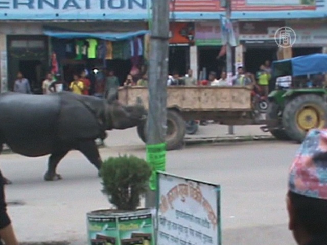 Дикий носорог посеял хаос в непальском городе