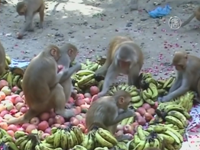 Индия: обезьяны мешают информационной революции