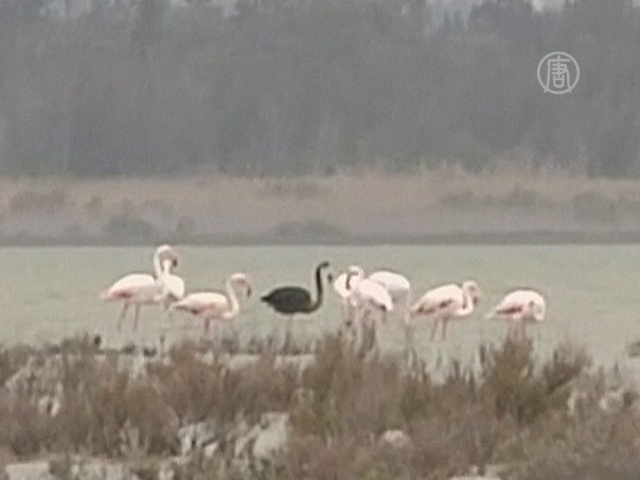Уникального чёрного фламинго заметили на Кипре