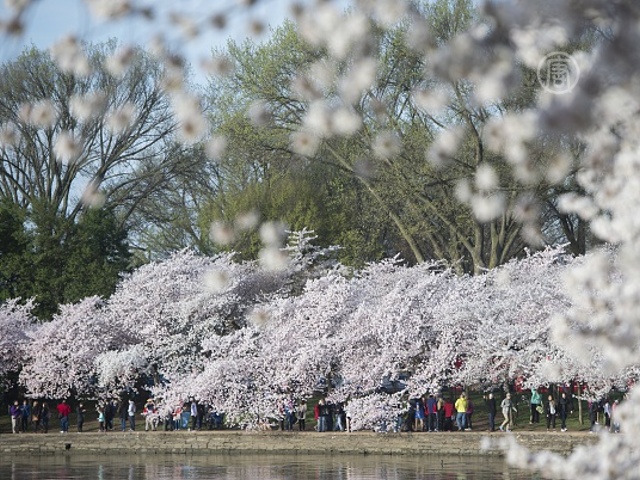 В Вашингтоне цветут 3000 деревьев сакуры
