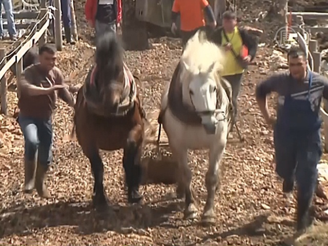 В Боснии лошади соревновались в перевозке леса