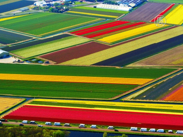 В Голландии цветут тюльпановые поля