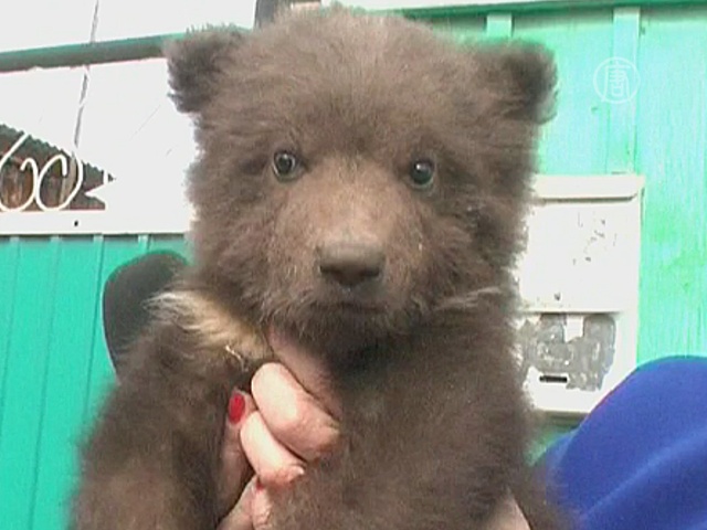 Семья из Иркутской области приютила медвежонка