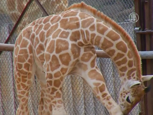 Жирафёнок дебютирует в зоопарке Чапультепек