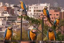 Попугаи ара радуют жителей Каракаса
