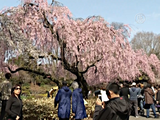 В ботаническом саду Нью-Йорка цветет сакура