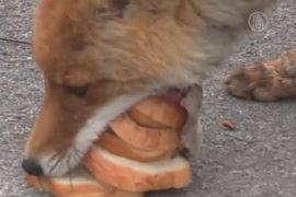 Новый интернет-хит: лиса, делающая сэндвич