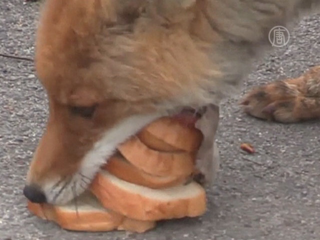 Новый интернет-хит: лиса, делающая сэндвич