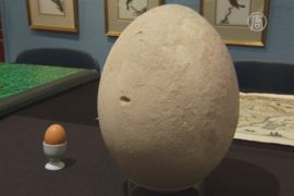 Гигантское яйцо продадут на аукционе в Лондоне
