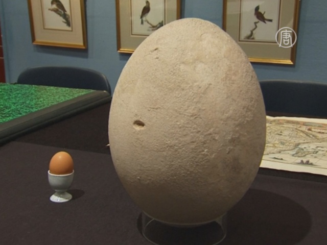 Гигантское яйцо продадут на аукционе в Лондоне