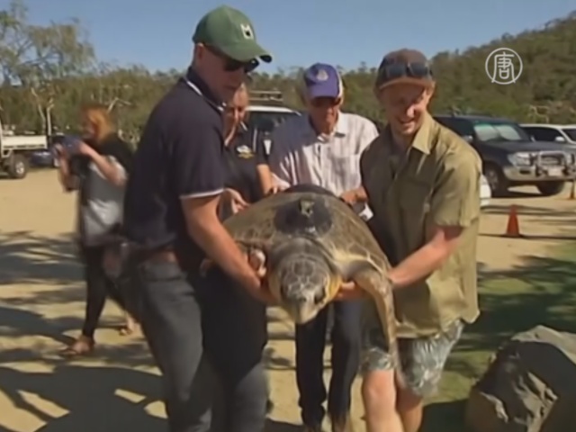 Спасённую черепаху вылечили и отпустили в море
