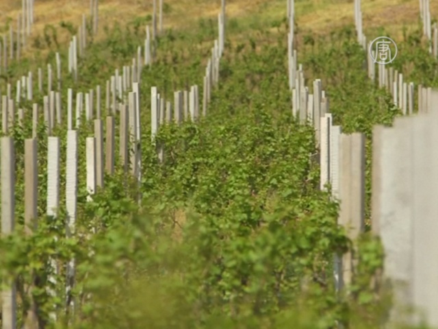 Сербия возрождает традиции виноделия