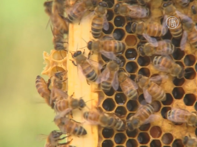 В США пчёл будет защищать национальная программа