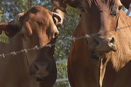 Социальная жизнь коров влияет на рождаемость?