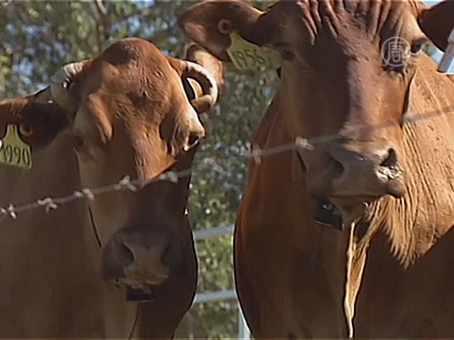 Социальная жизнь коров влияет на рождаемость?