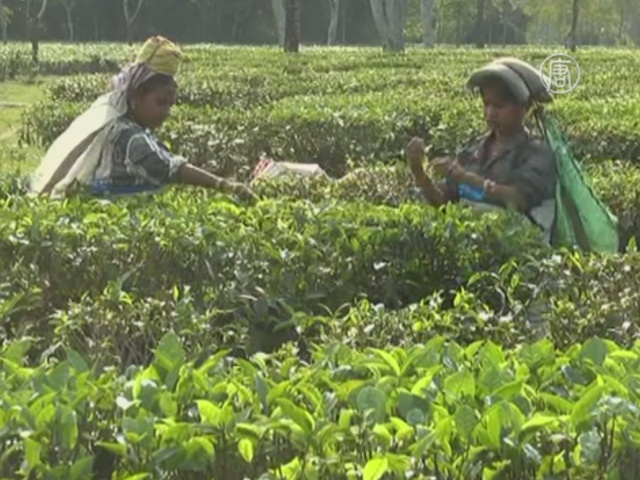 Изменение климата угрожает индийскому чаю