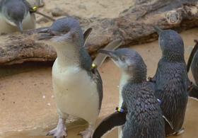 Мини-пингвинчиков завезли в зоопарк Бронкса