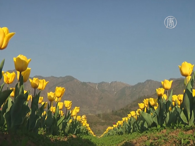 Сад тюльпанов дарит надежду бизнесменам Кашмира