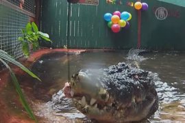 Самому старому крокодилу в мире исполнилось 112