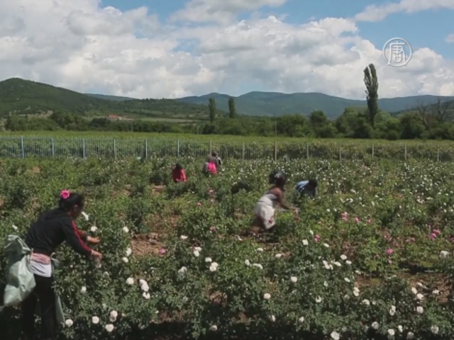 В болгарской Долине роз собирают урожай