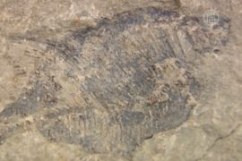 В ковше экскаватора нашли уникальные окаменелости