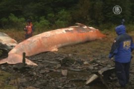 В Чили выясняют, почему погибли 20 редких китов