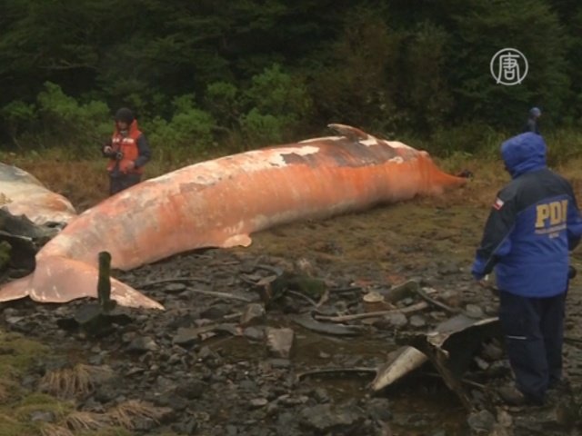 В Чили выясняют, почему погибли 20 редких китов